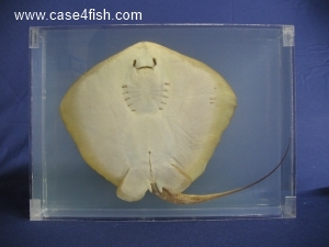 Foto Galerie/Myliobatiformes/Dasyatis pastinaca/Dasyatis pastinaca_02_S.jpg